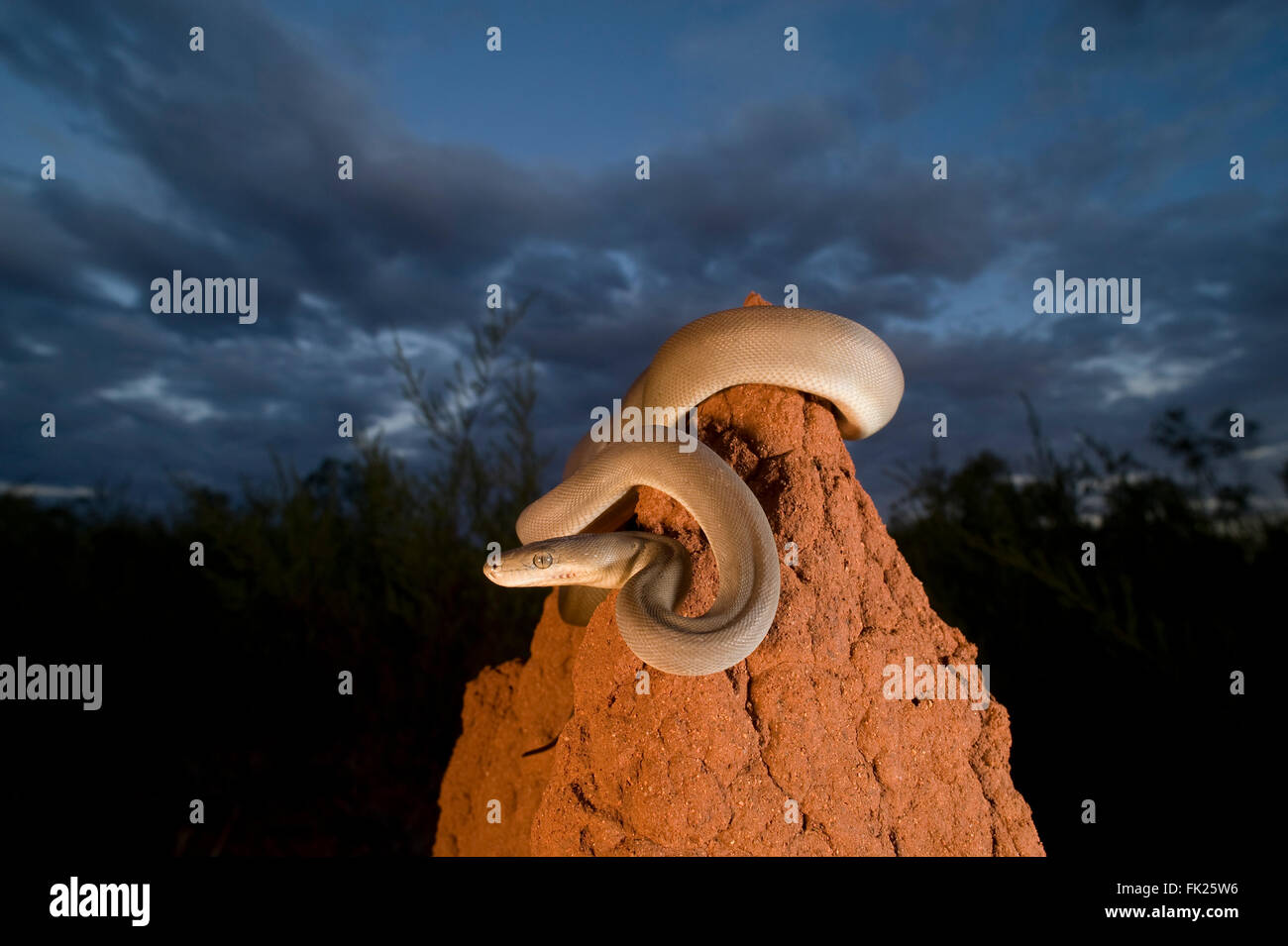 Olive Pythons(Liasis olivaceus) perched on top of a termite mound Stock Photo