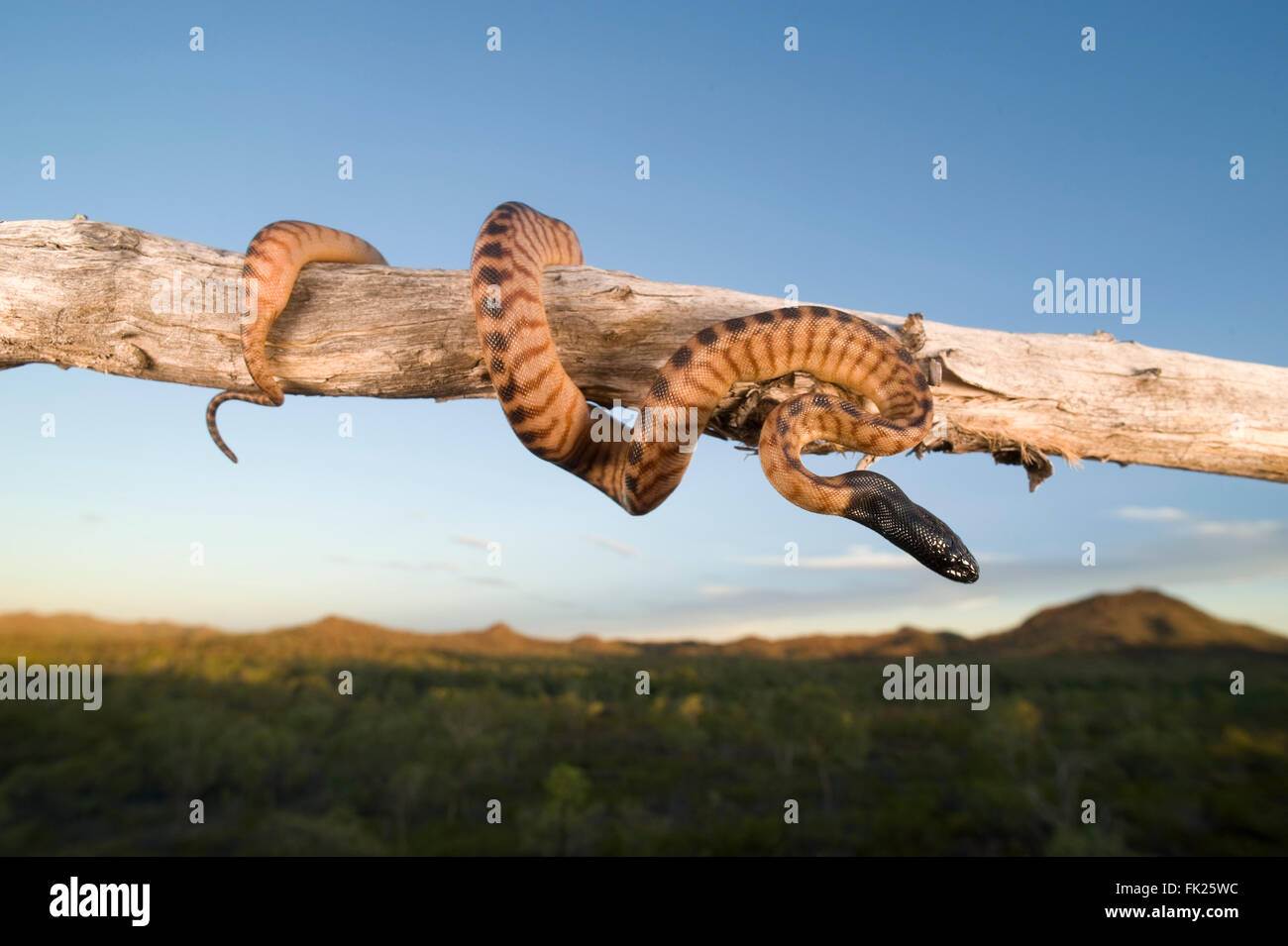 Black-headed python (Aspidites melanocephalus) perched on a tree branch overlooking  the Australian outback Stock Photo