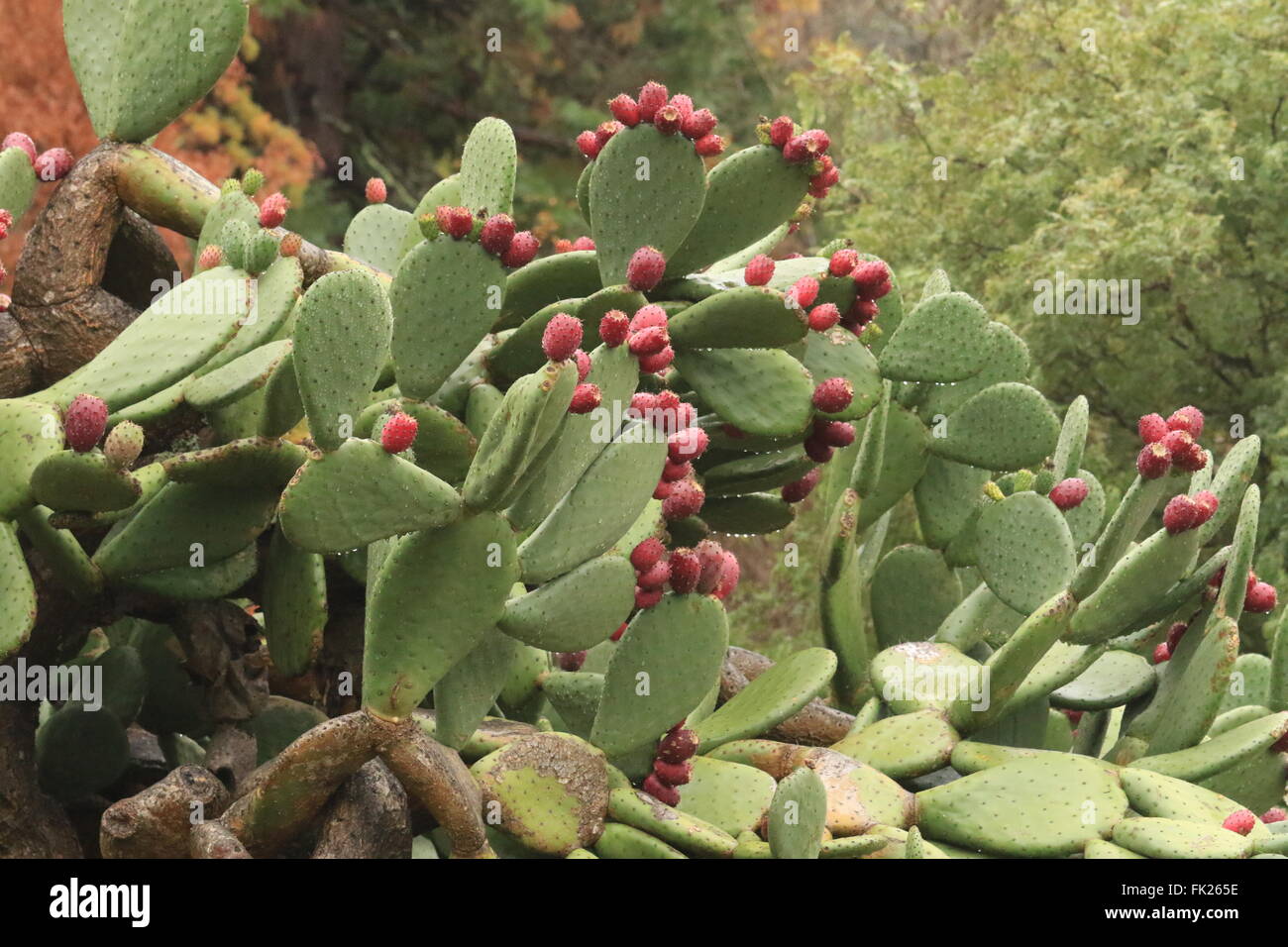 Beavertail cactus found in Sinaloa State, Mexico Stock Photo