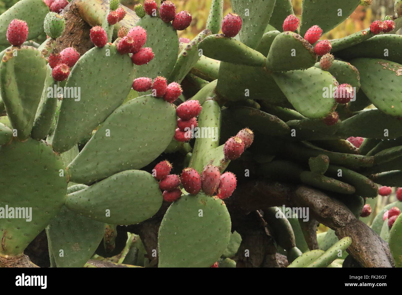 Beavertail cactus found in Sinaloa State, Mexico Stock Photo