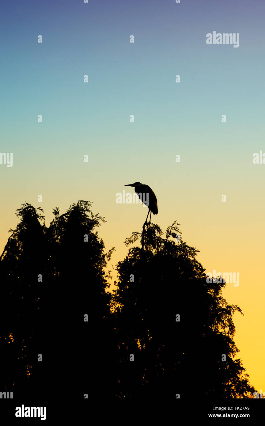 Fir silhouette hi-res stock photography and images - Alamy