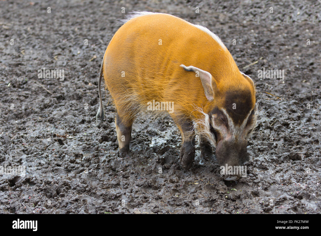 Truffle hog hi-res stock photography and images - Alamy