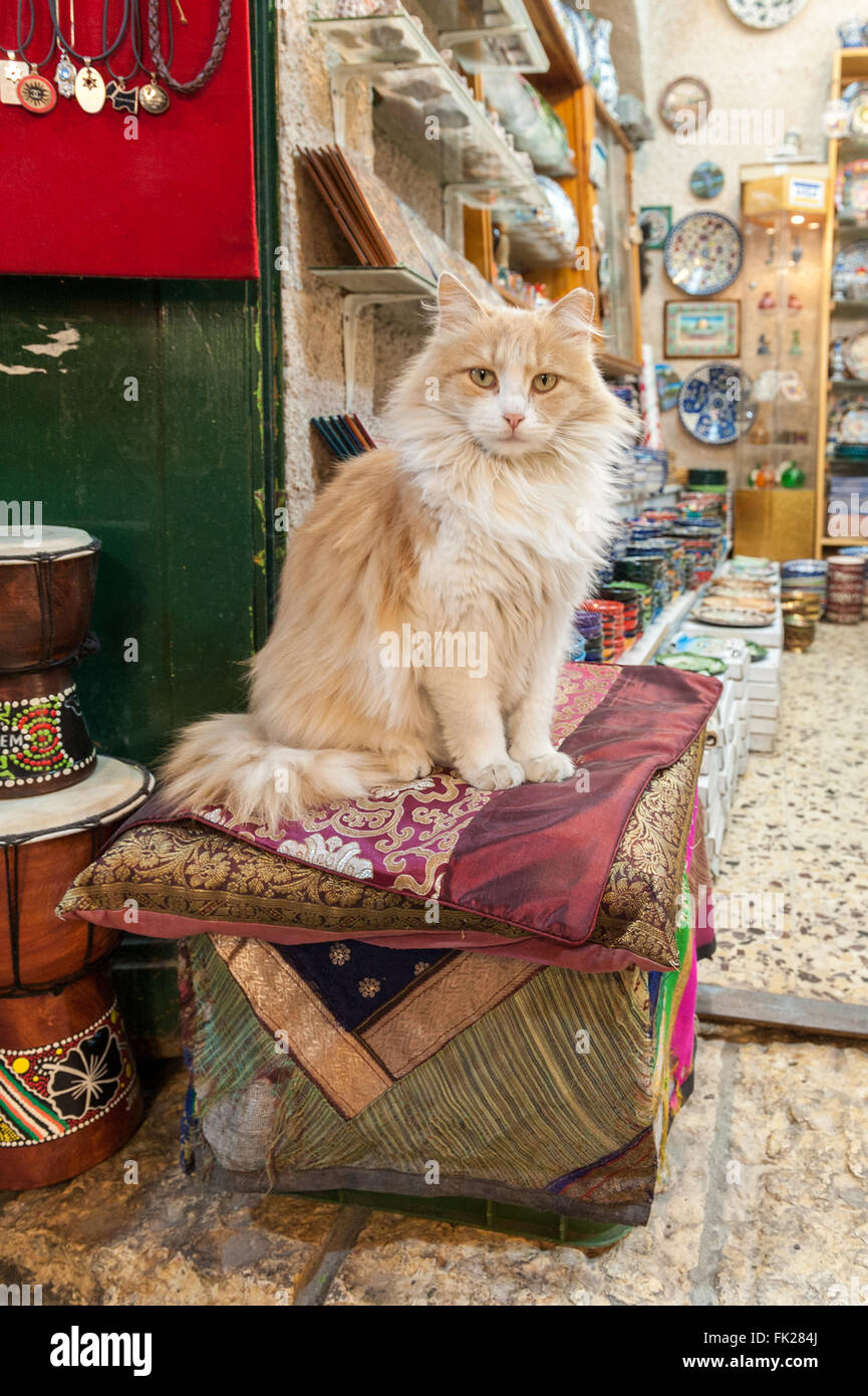 Cat in front of souvenir shop hi-res stock photography and images - Alamy