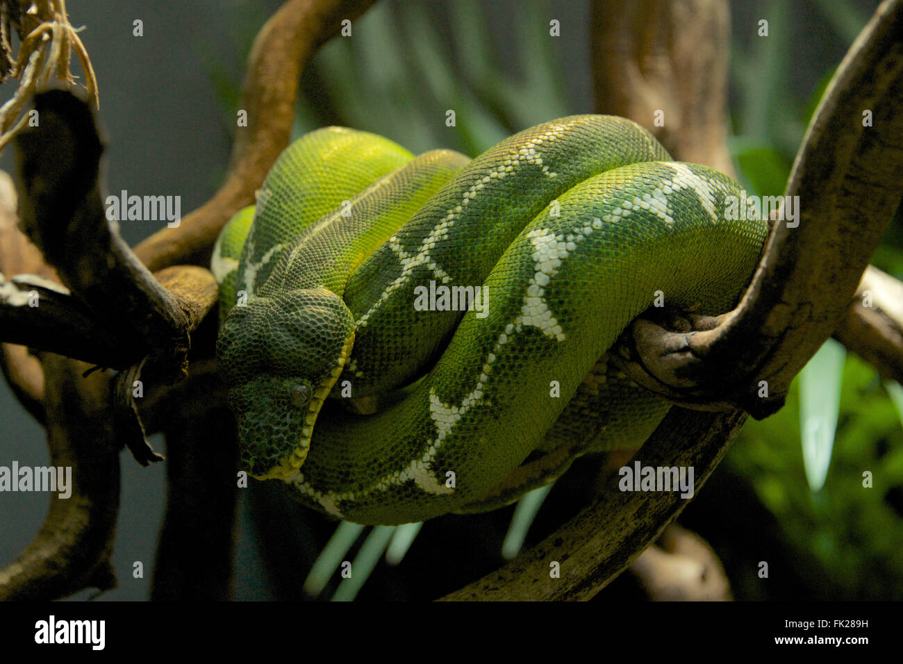 Snake wrapped around tree hi-res stock photography and images - Alamy