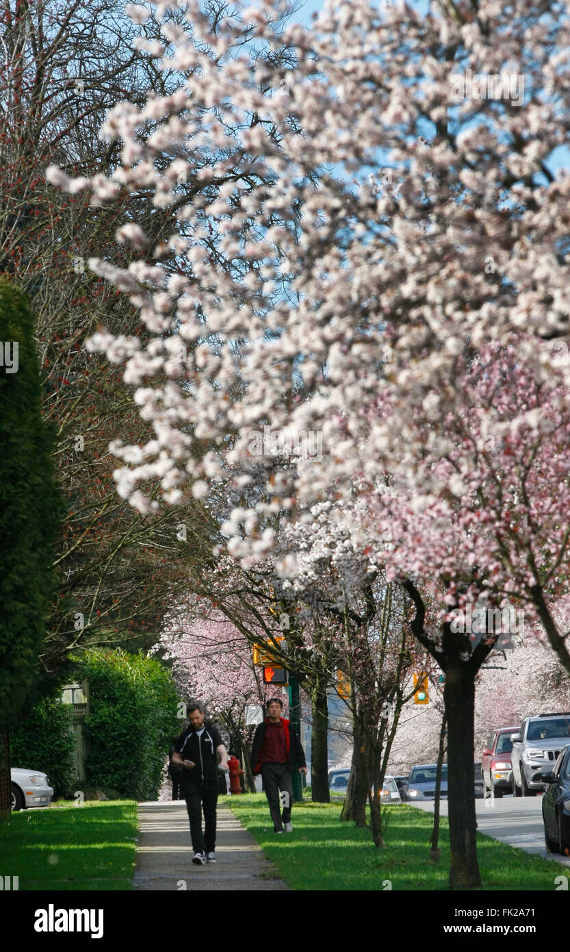 Vancouver, Canada. 5th Mar, 2016. People walk under cherry trees in Vancouver, Canada, March 5, 2016. Vancouver's cherry blossoms came early this year. © Liang Sen/Xinhua/Alamy Live News Stock Photo