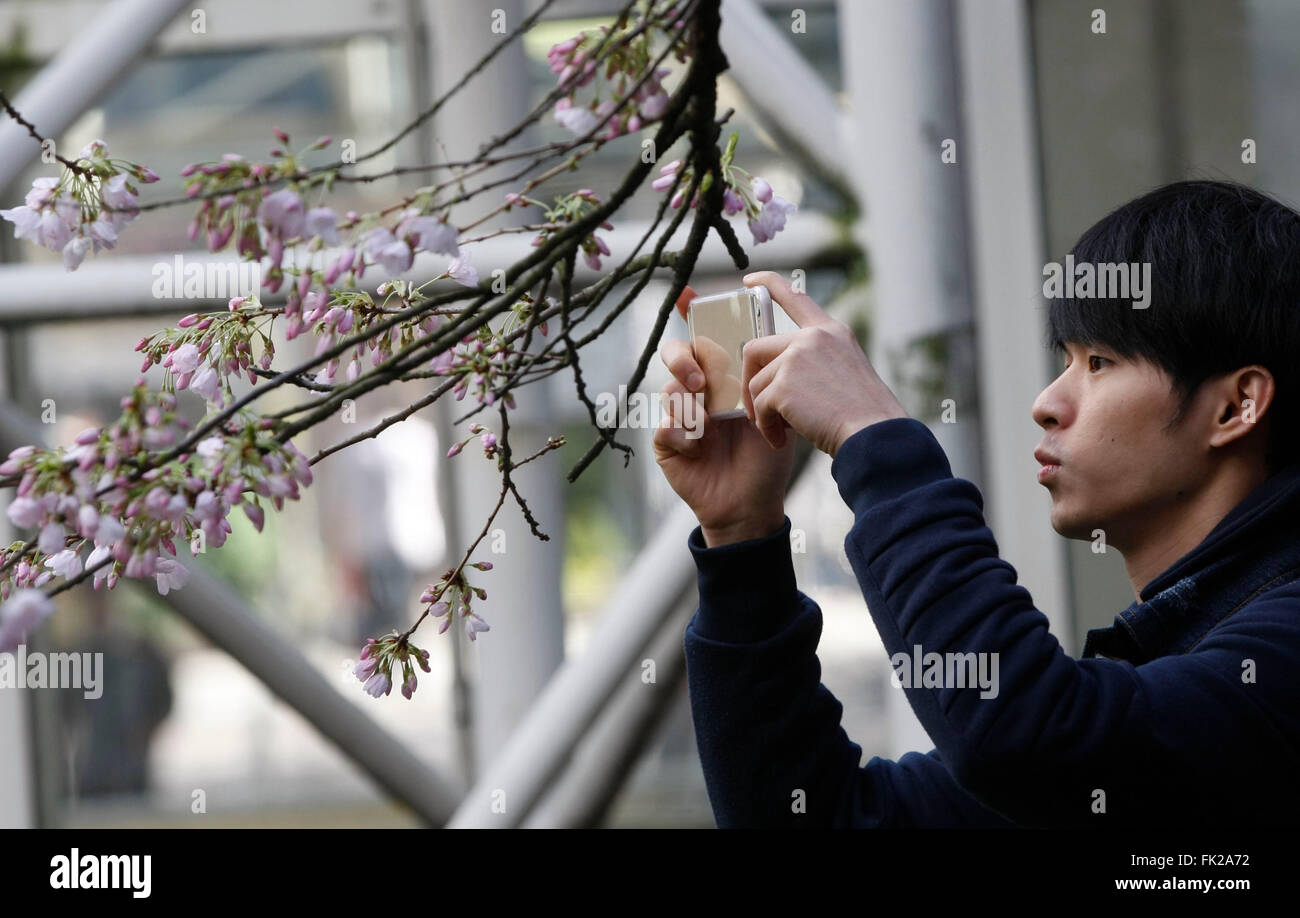 Vancouver, Canada. 5th Mar, 2016. A residen takes pictures of cherry blossoms in Vancouver, Canada, March 5, 2016. Vancouver's cherry blossoms came early this year. © Liang Sen/Xinhua/Alamy Live News Stock Photo