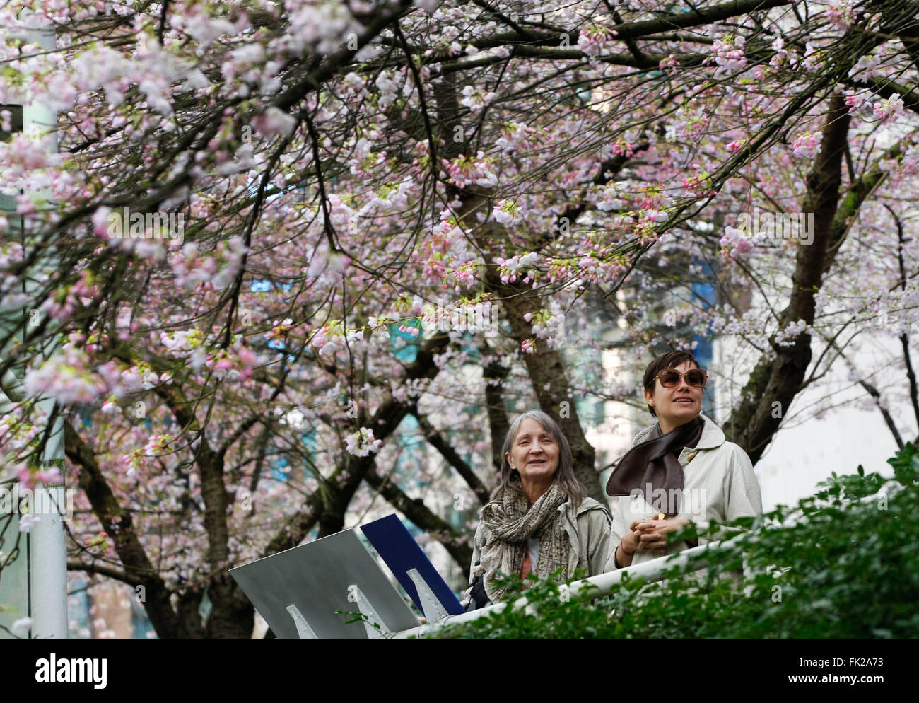 Vancouver, Canada. 5th Mar, 2016. Residents enjoy the scenery of cherry blossoms in Vancouver, Canada, March 5, 2016. Vancouver's cherry blossoms came early this year. © Liang Sen/Xinhua/Alamy Live News Stock Photo