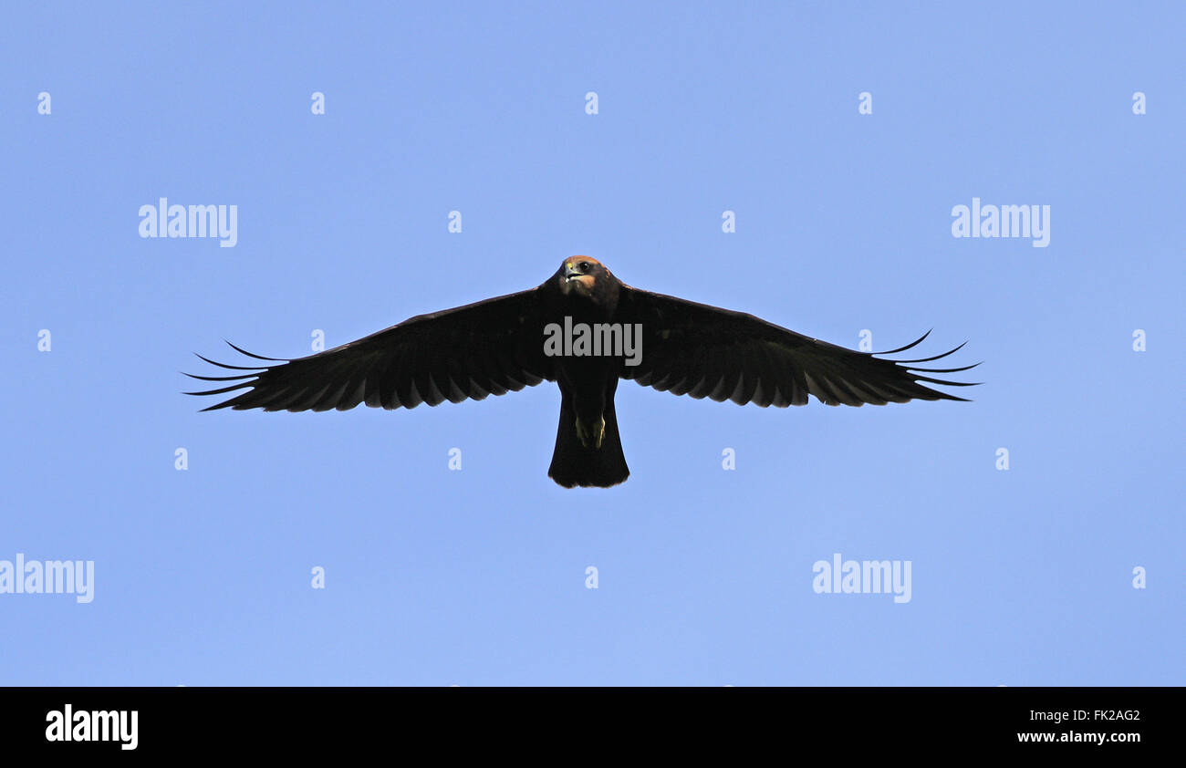 Creepy Birds High Resolution Stock Photography and Images Alamy