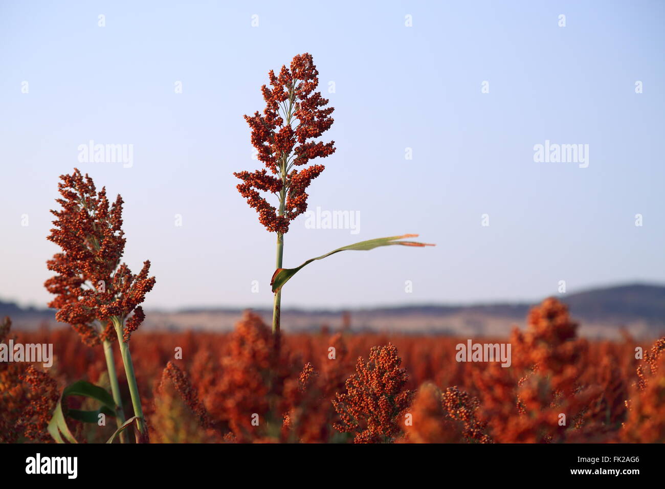 (milo), a cereal crop, ripe and ready to harvest near Breeza