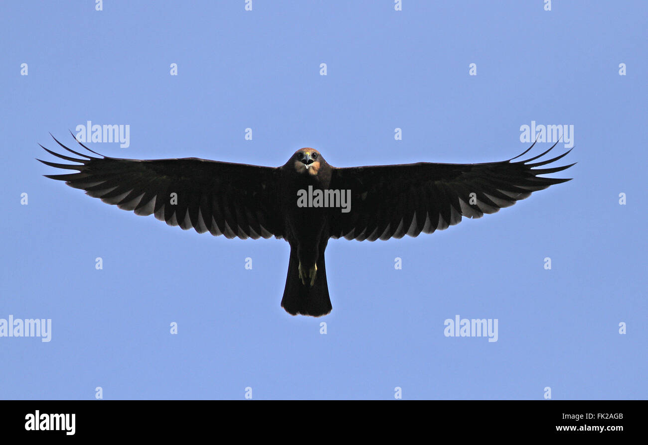 Young Western Marsh Harrier flying above / Flying bird silhouette Stock Photo