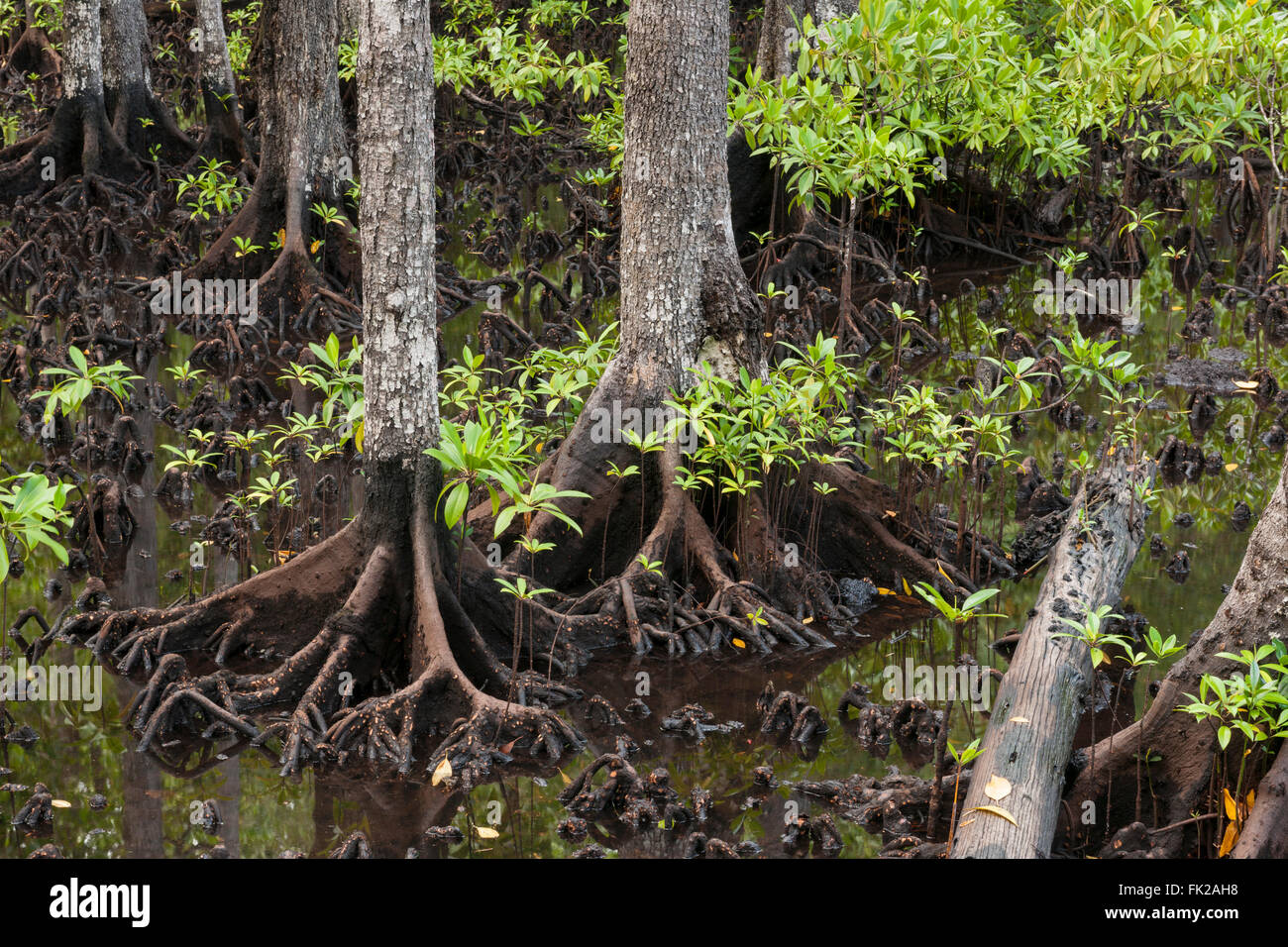 Knee roots of mangroves (Bruguiera gymnorrhiza Stock Photo Alamy