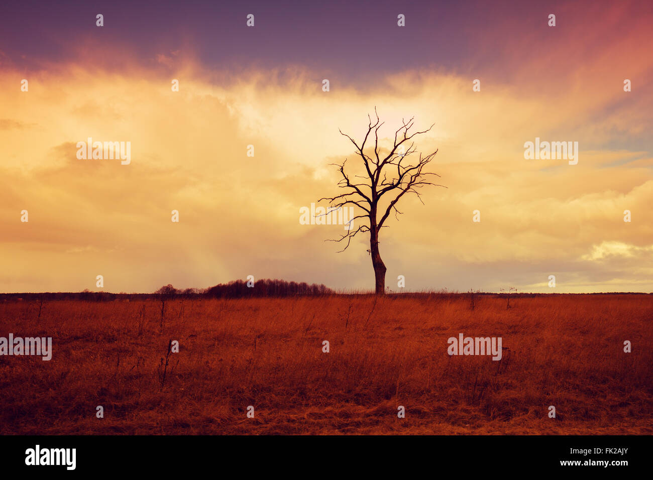 Alone tree on the field at sunrise Stock Photo - Alamy