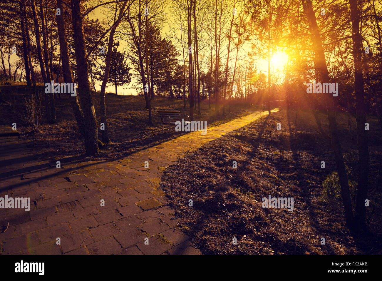 Pine alley in sunset hi-res stock photography and images - Alamy