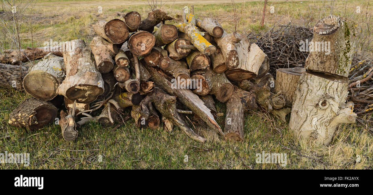A small pile of firewood stacked. Old Hemp, affected by fungi and lichen. Firewood for baths and fires. Stock Photo