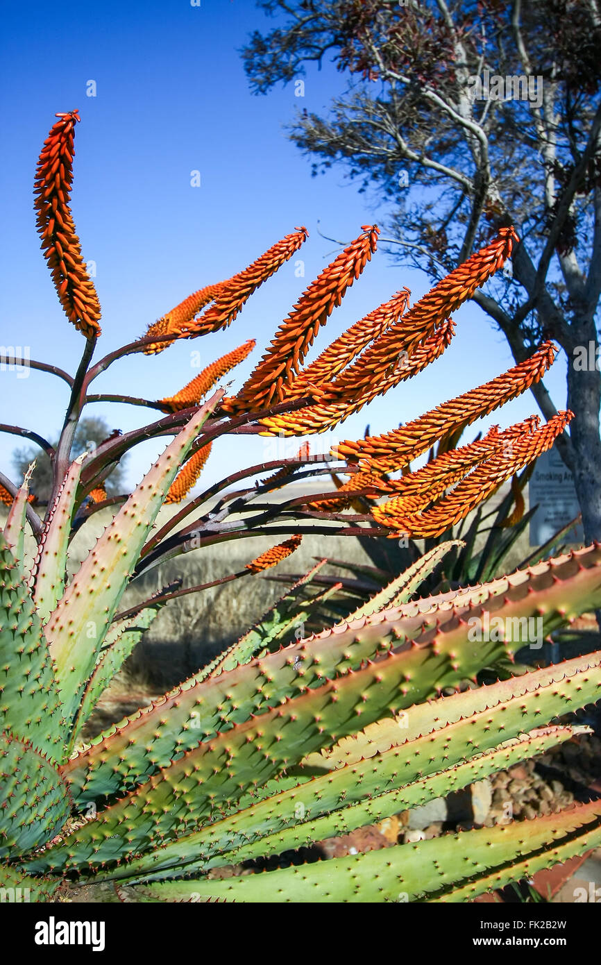 Aloe flower Stock Photo