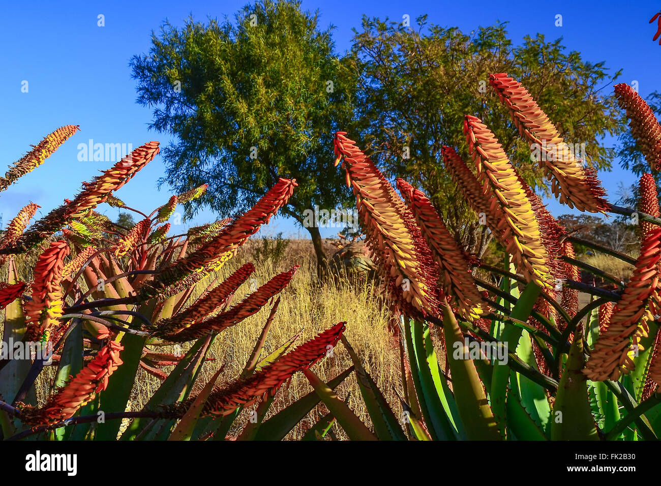 Aloe flower Stock Photo