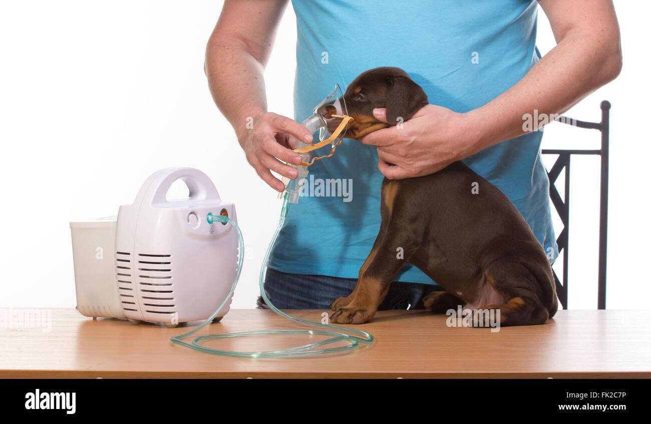 Happy adult doctor using nebulizer mask for respiratory inhaler dog