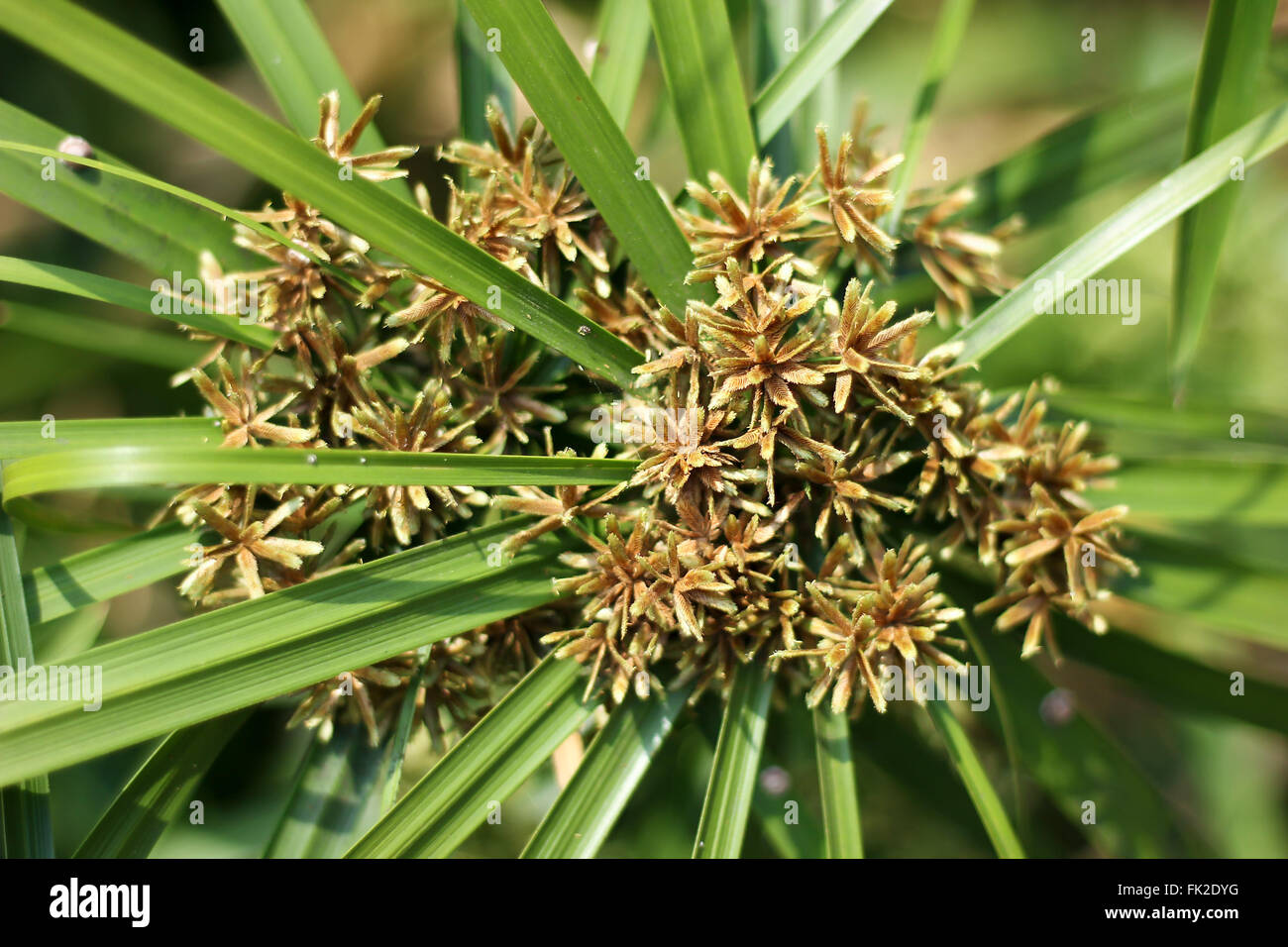Close up of Papyrus Flower Stock Photo - Alamy