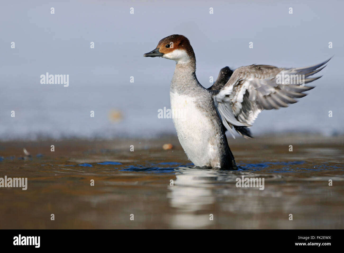 Smew (Mergellus albellus), female in winter, rearing high up out of the water, beating its wings, wildlife, Germany. Stock Photo