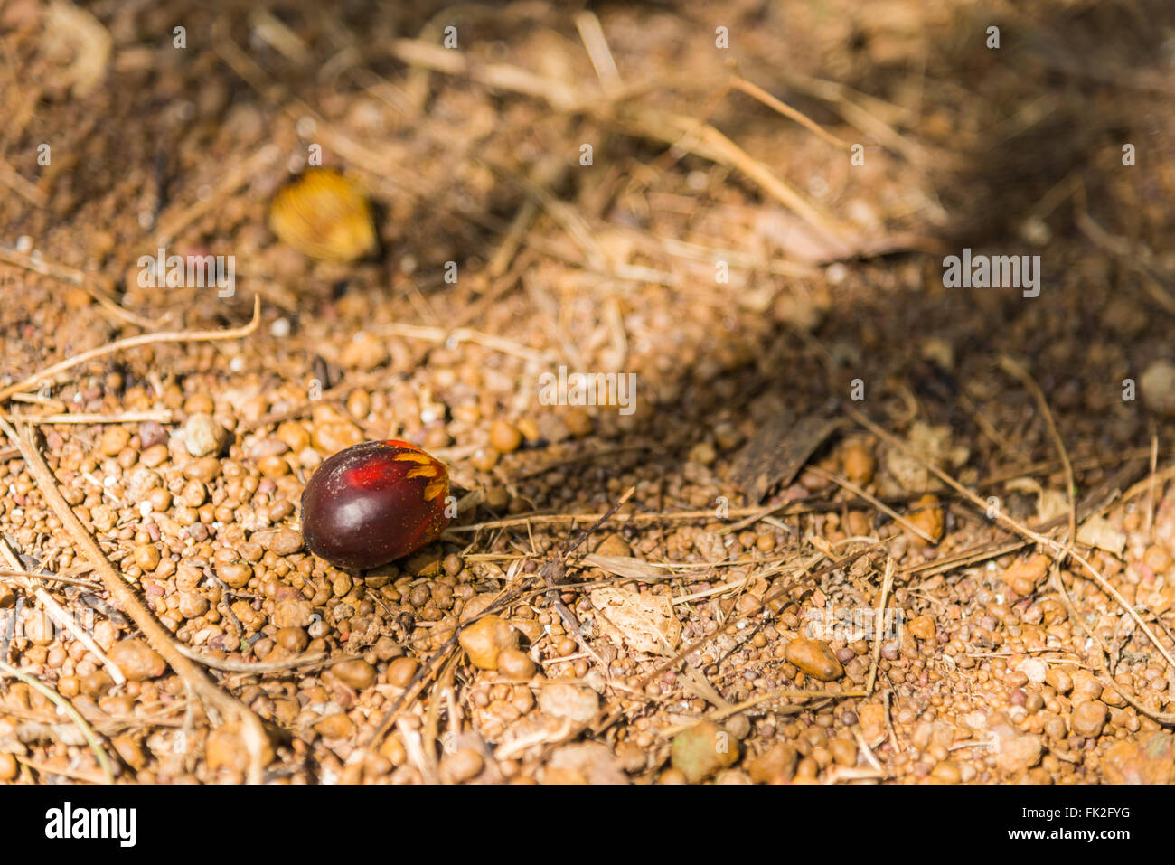 Close up of fresh oil palm fruit on floor with selective focus Stock Photo