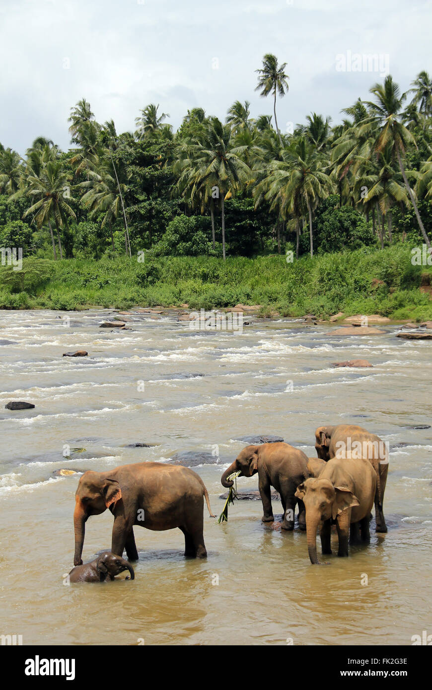 Elephants in sri lanka hi-res stock photography and images - Alamy