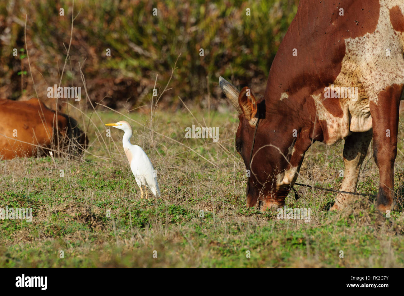 Ardea alba and Bos Taurus Indicus: A Great Egret and a zebu looking for food Stock Photo