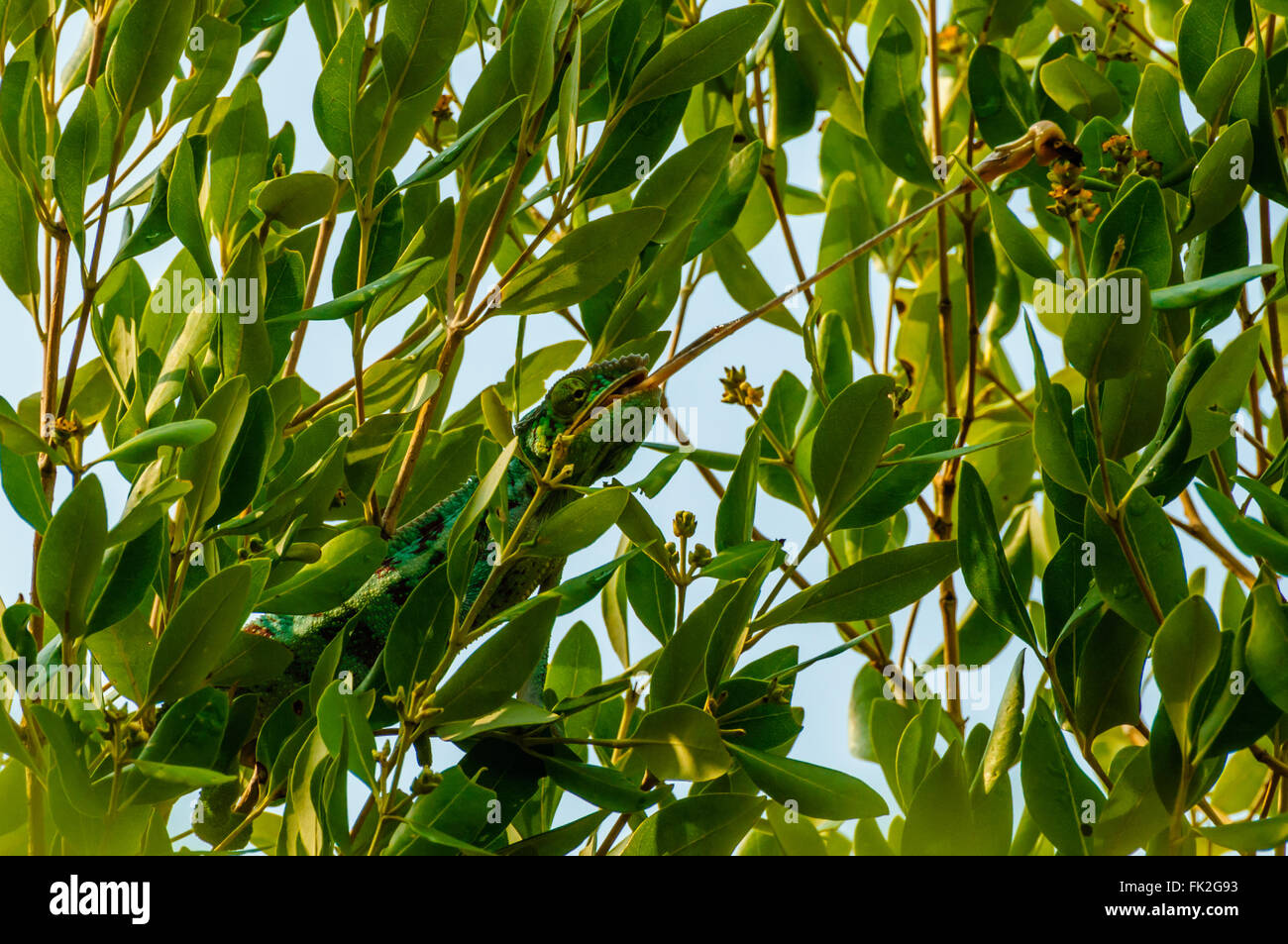 Furcifer pardalis: A Panther Chameleon feeding Stock Photo