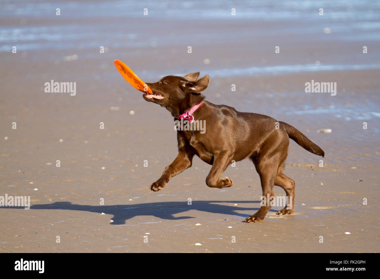 Labrador frisbee best sale