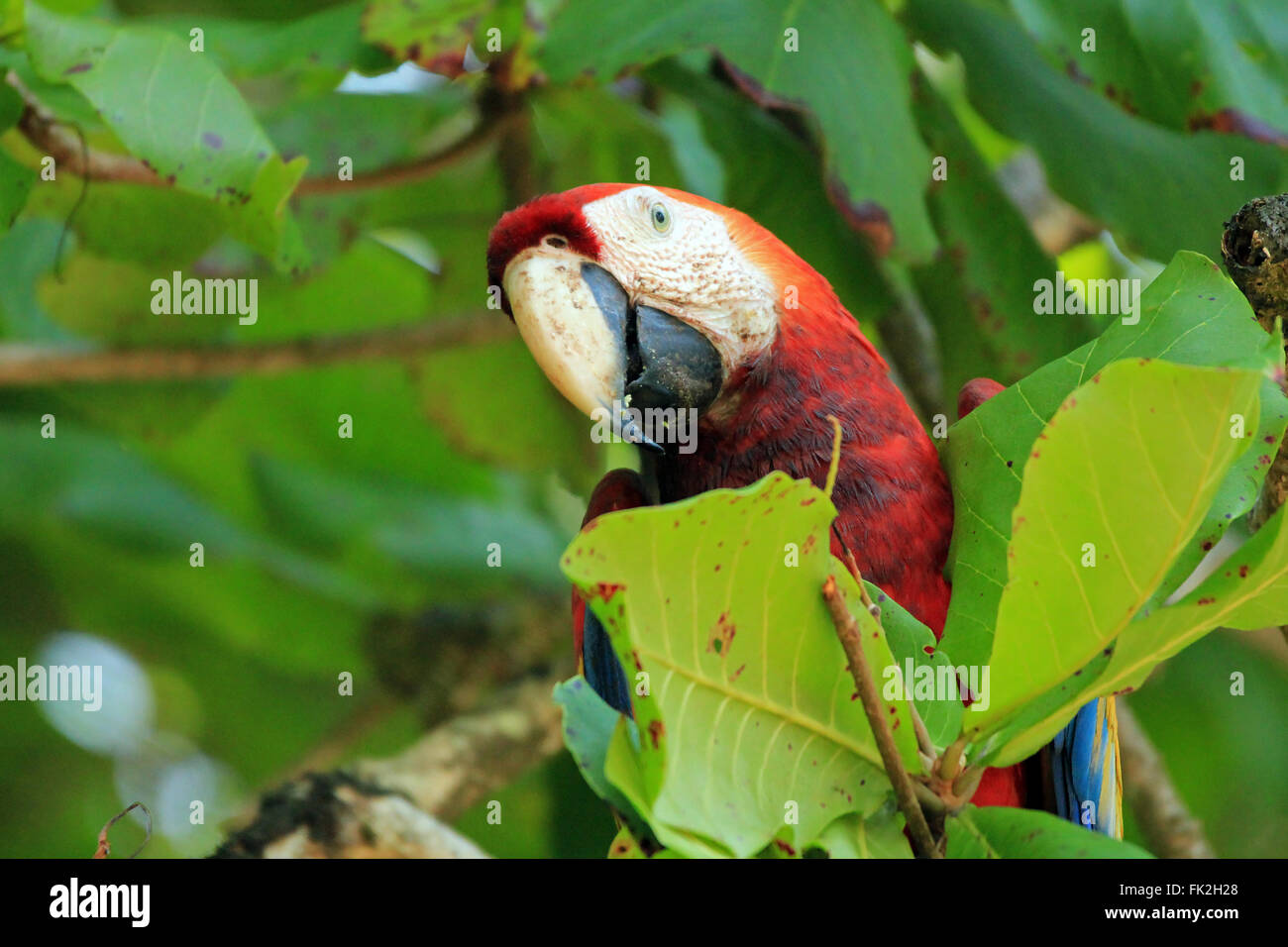 Scarlet Macaw (Ara Macao) Among Leaves. San Pedrillo, Corcovado, Costa Rica Stock Photo