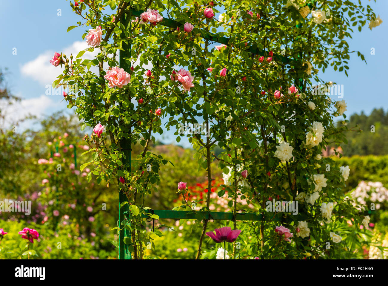 Bush of beautiful climbing roses in a garden. Horizontal shot Stock ...