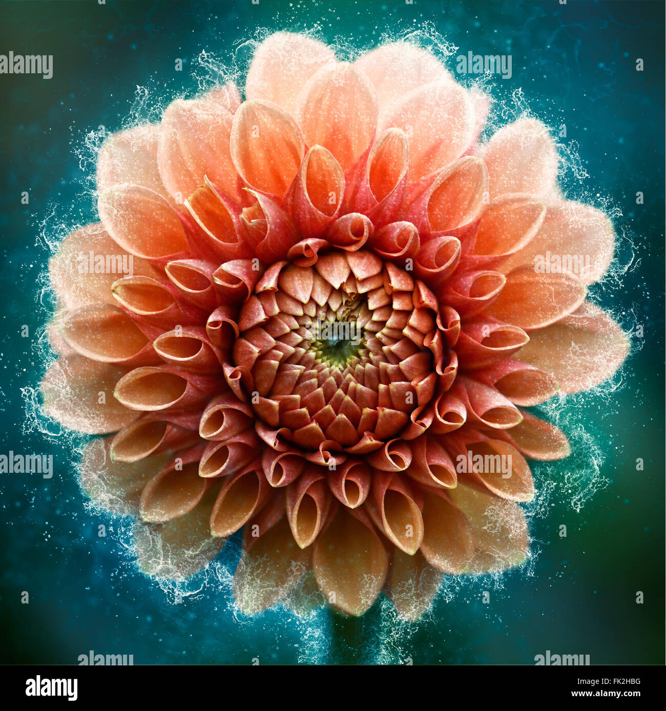 flower water splash Stock Photo Alamy