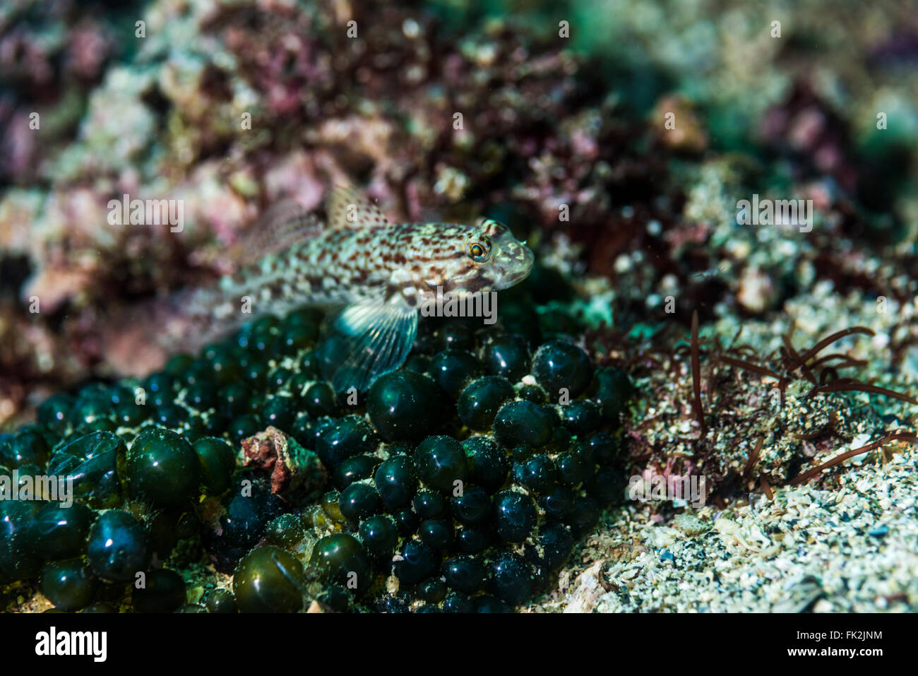 Melasma pygmy goby, Eviota melasma, on the valonia. Depthe 3m Stock Photo