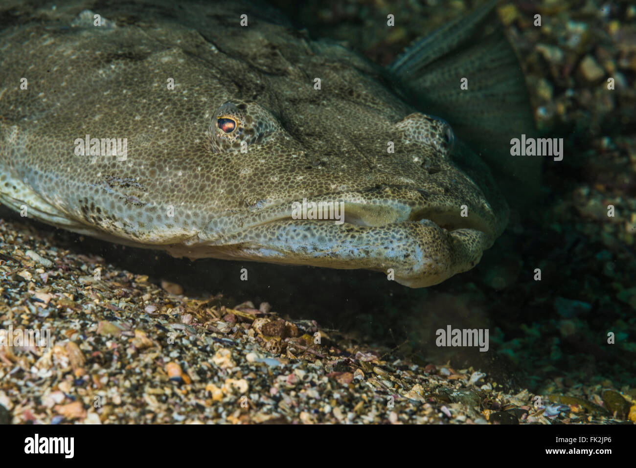 Face of Bartail flathead. It's on the sandy seabed. Depth 10m. Stock Photo