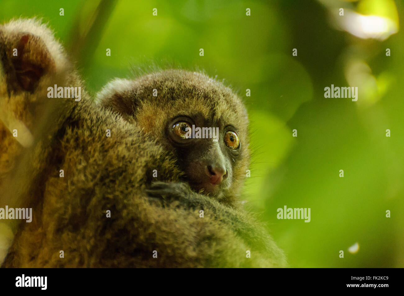 Hapalemur Aureus: A Golden Bamboo Lemur and its young Stock Photo