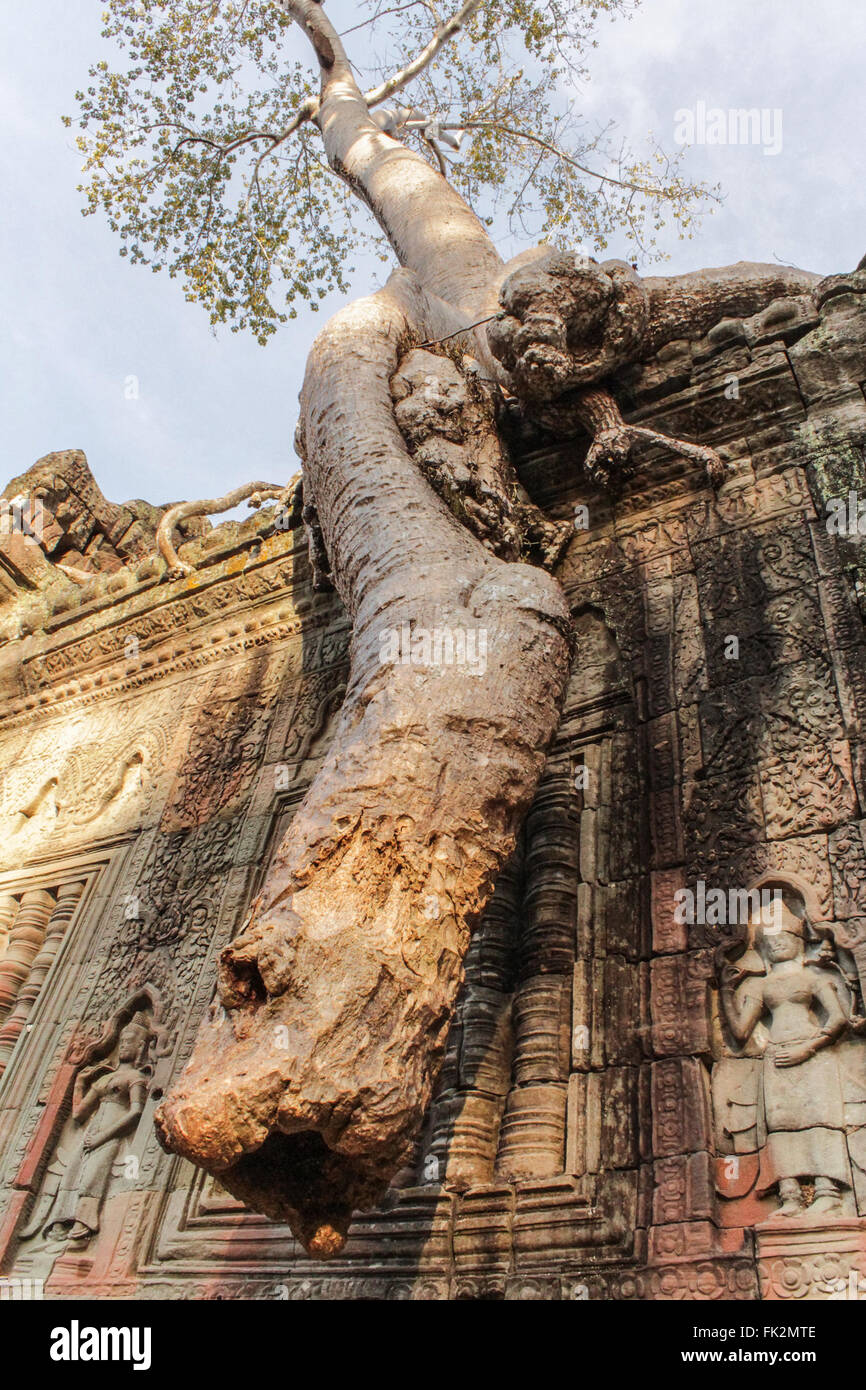 tree growing over stone wall , temples of angor, cambodia - overgrown temple wall Stock Photo
