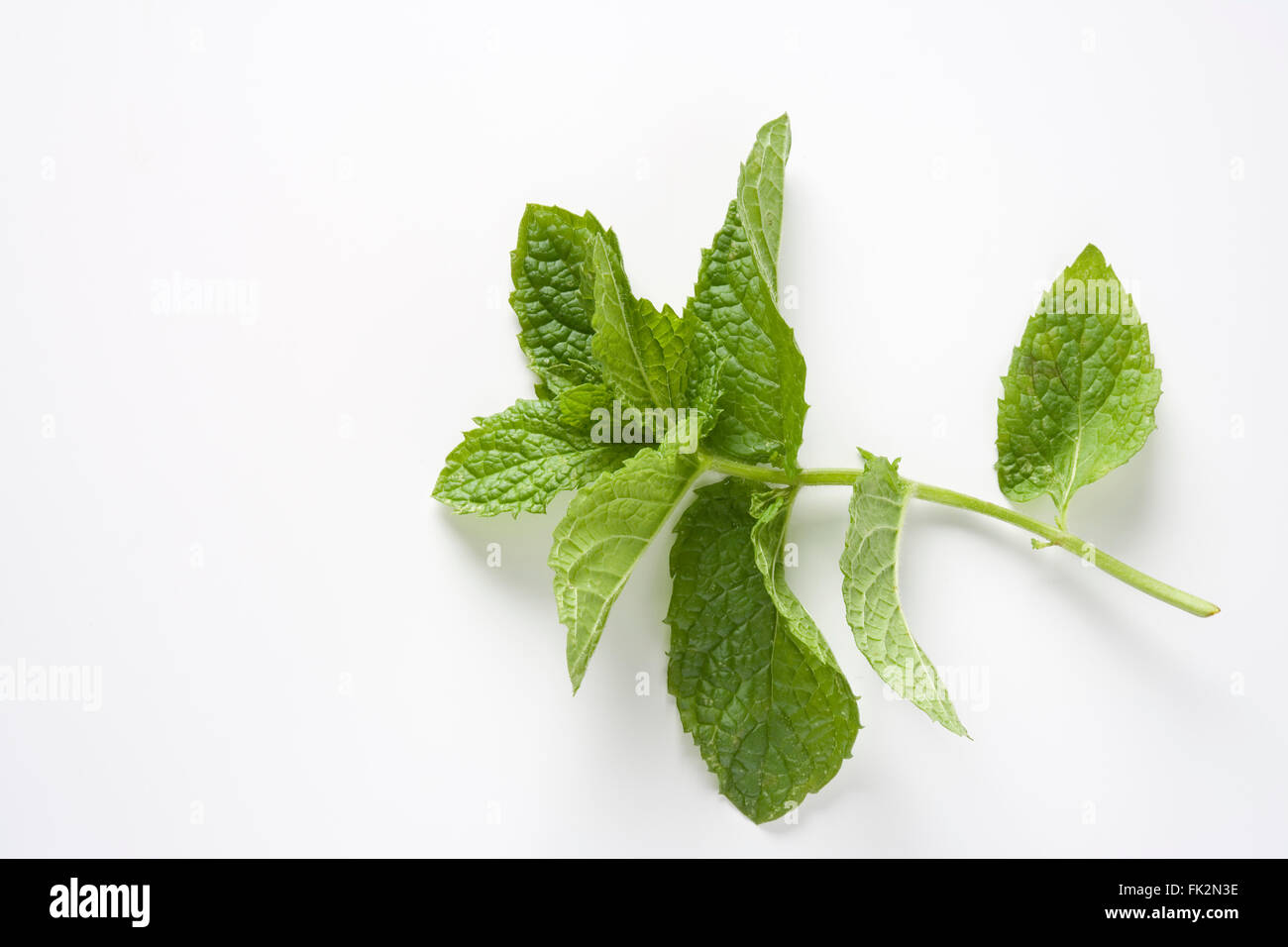 Green Leaves Of Mentha Suaveolens On White Background Stock Photo