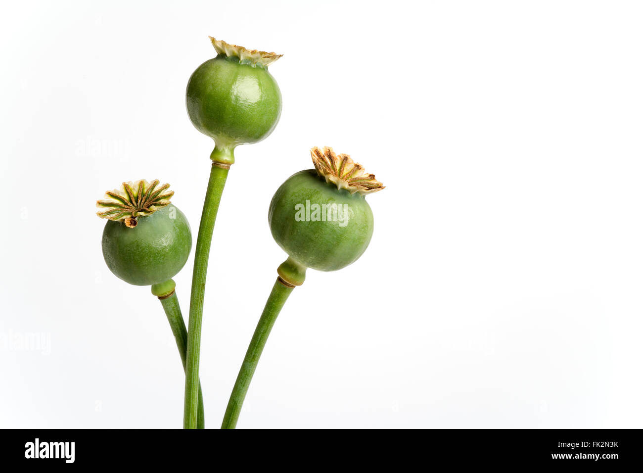 Three Poppy Heads Filled With Seed On White Background Stock Photo