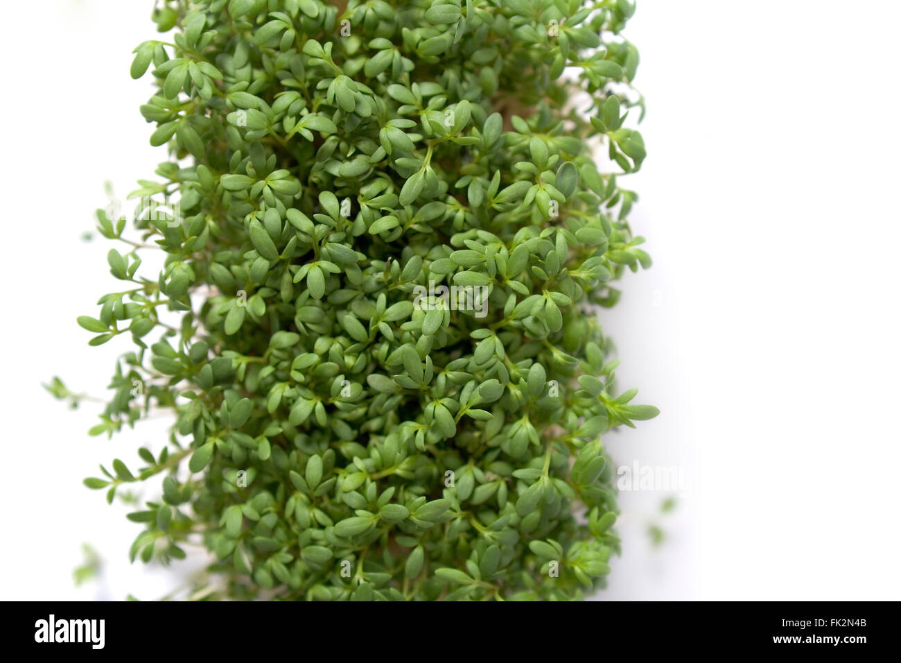 Fresh Leaves Of Garden Cress On White Background with space for text Stock Photo