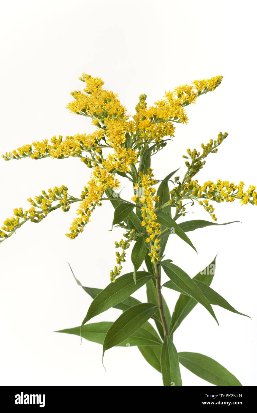 Fresh Golden Rod With Yellow Flower On White Background Stock Photo