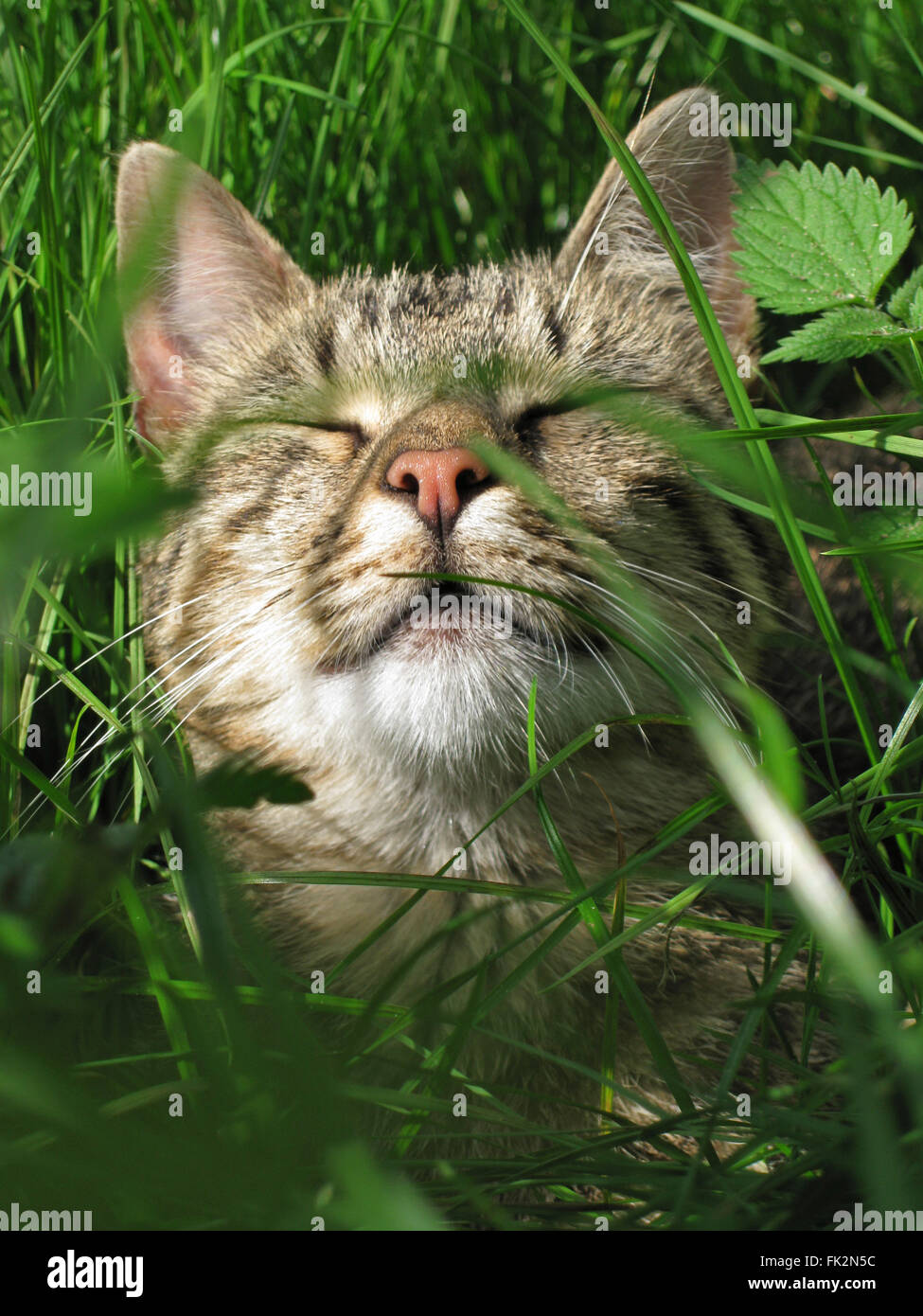 Sleeping cat lying in the grass in the sun Stock Photo