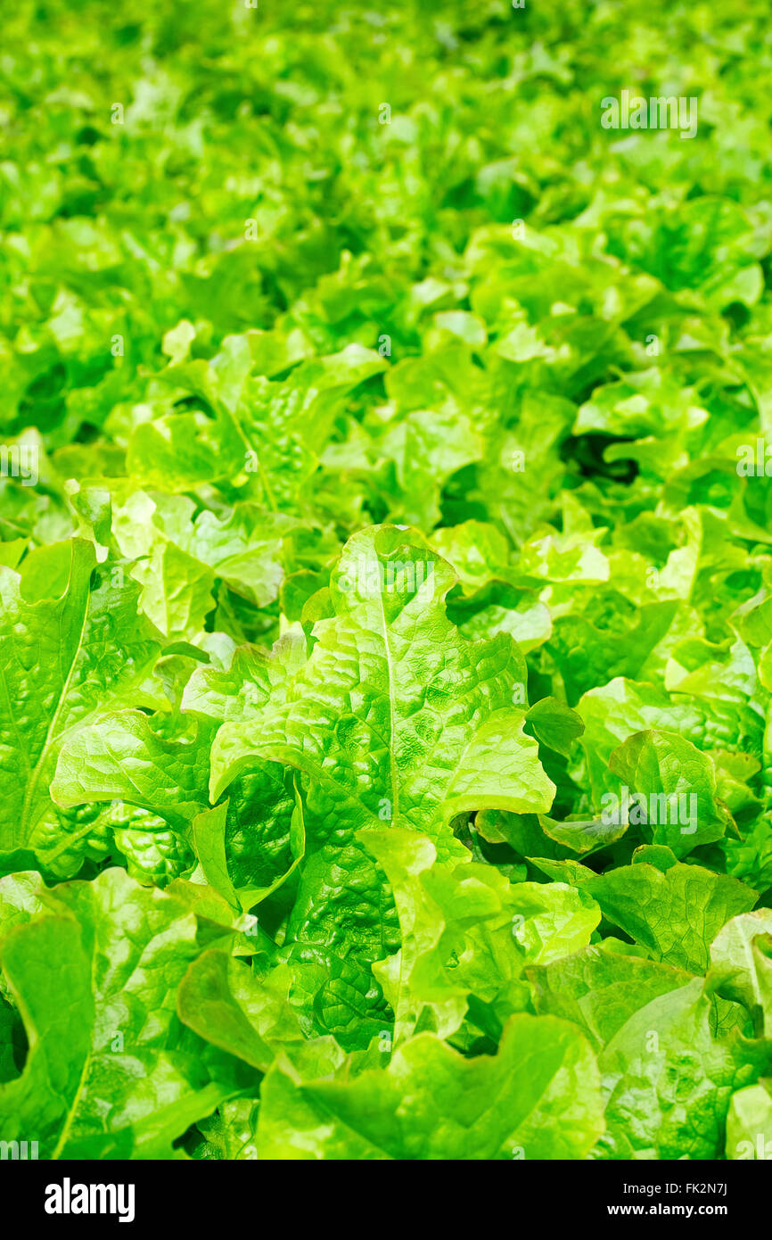 Background of fresh organic lettuce Stock Photo