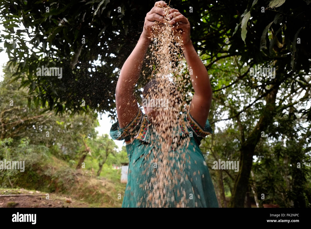 Indigenous woman of the Ngabe & Bugle native ethnic group sorts seeds in Comarca Quebrado region, Guabo reservation in Chiriqui province Republic of Panama Stock Photo