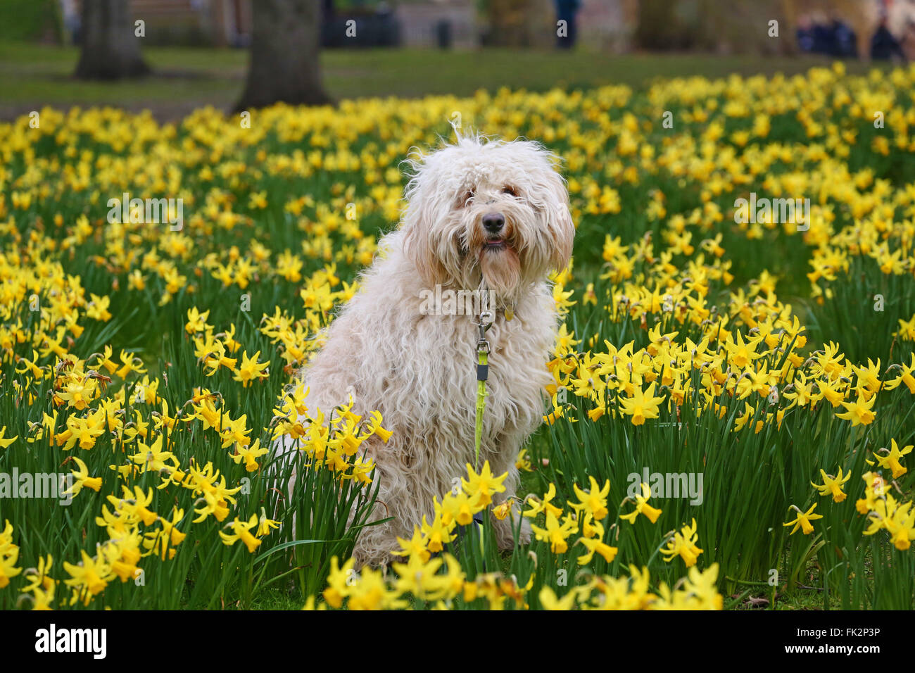 London, UK. 6th March 2016. Pippi the Goldendoodle enjoys her walk in the Daffodils. Daffodils bloom early in St. James Park, London despite the cold while visitors and locals brave the cold weather to enjoy the colourful flowers. Credit:  Paul Brown/Alamy Live News Stock Photo