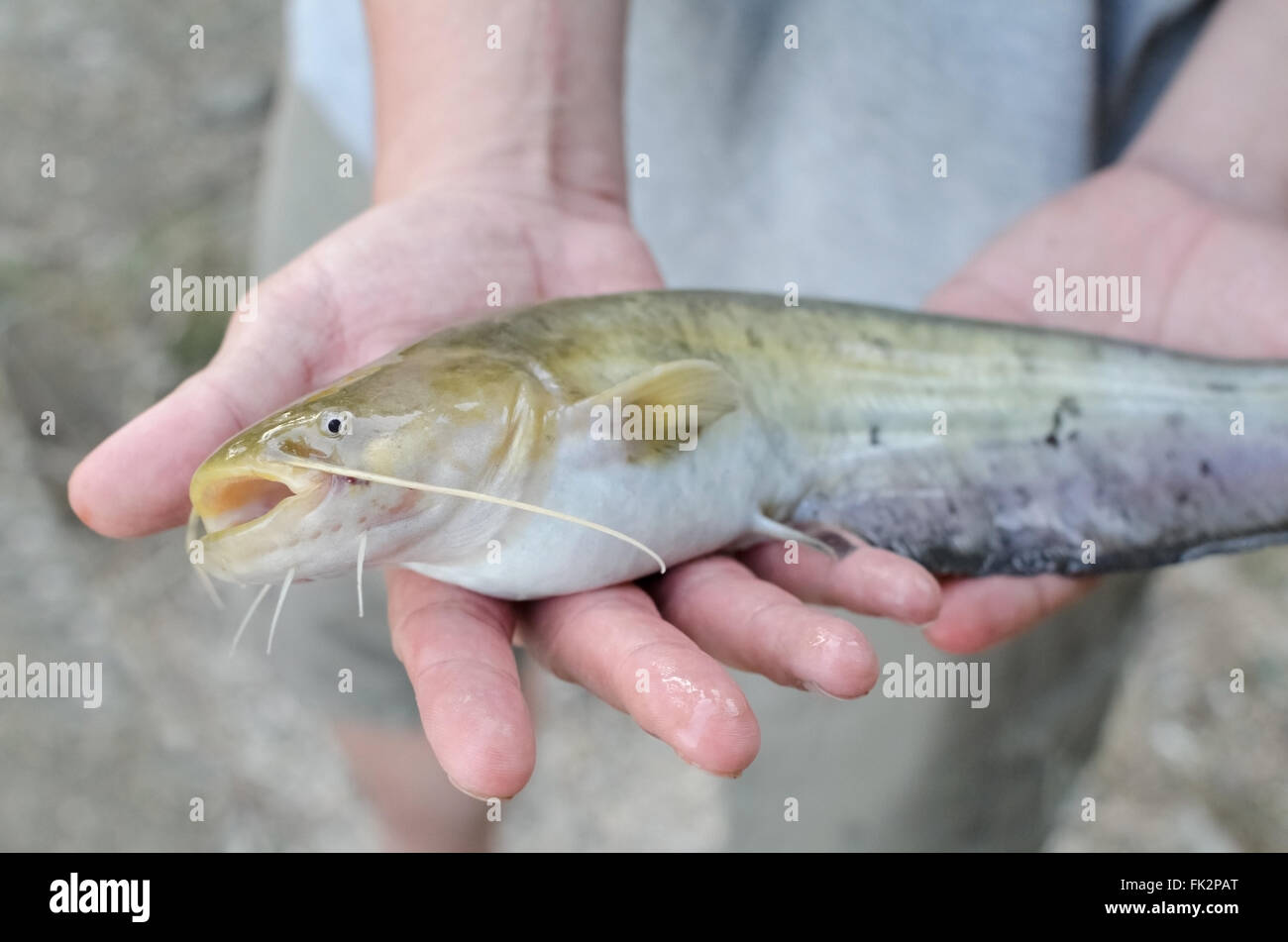 Little catfish hi-res stock photography and images - Alamy