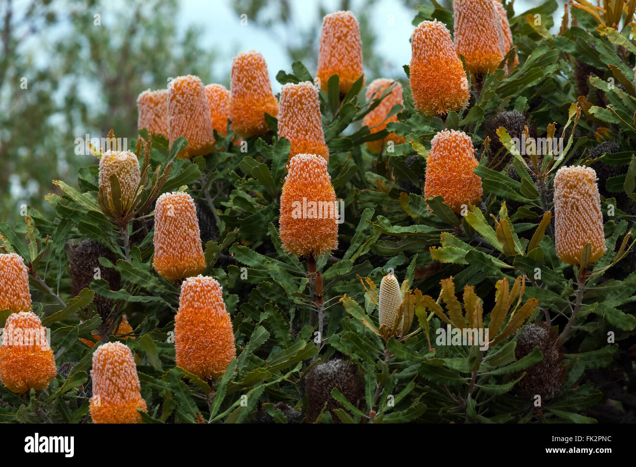 Blooming Banksia plant. Western Australia. Stock Photo