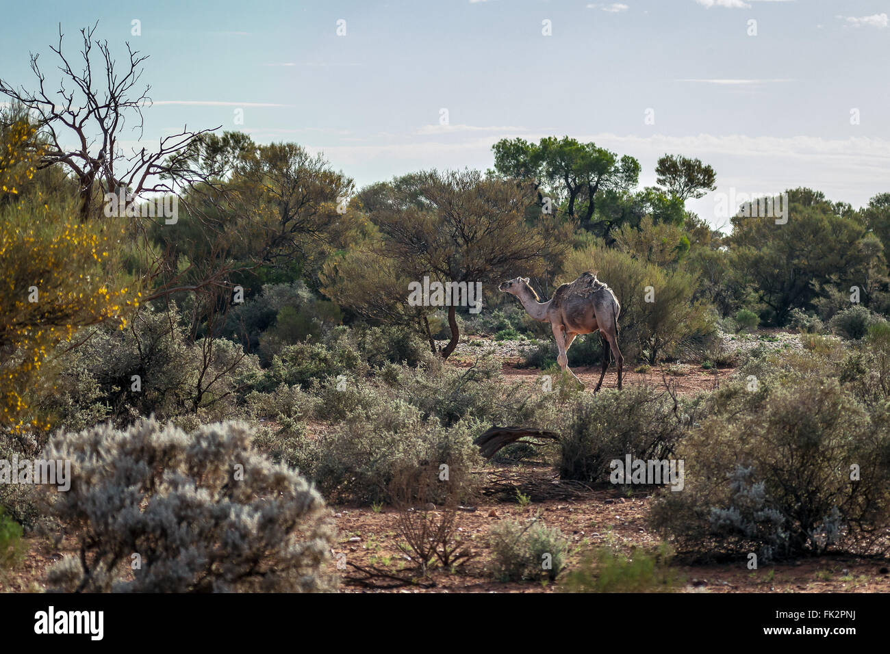 Camel crossing the Great Victoria Desert, Western Australia. Stock Photo
