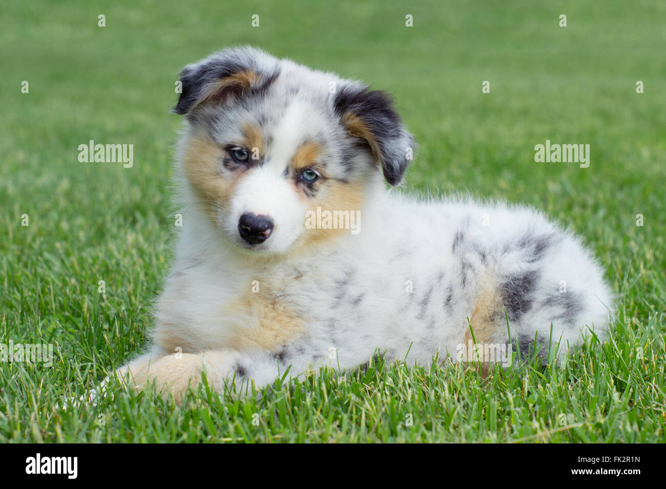 Shepherd Puppy Stock -
