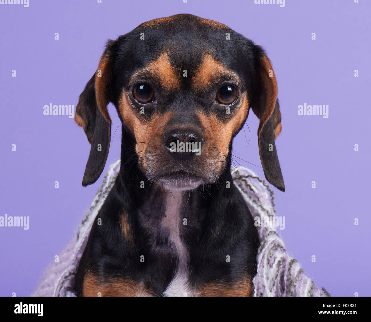 Beagle Pug Puppy Dog with Purple Background Stock Photo