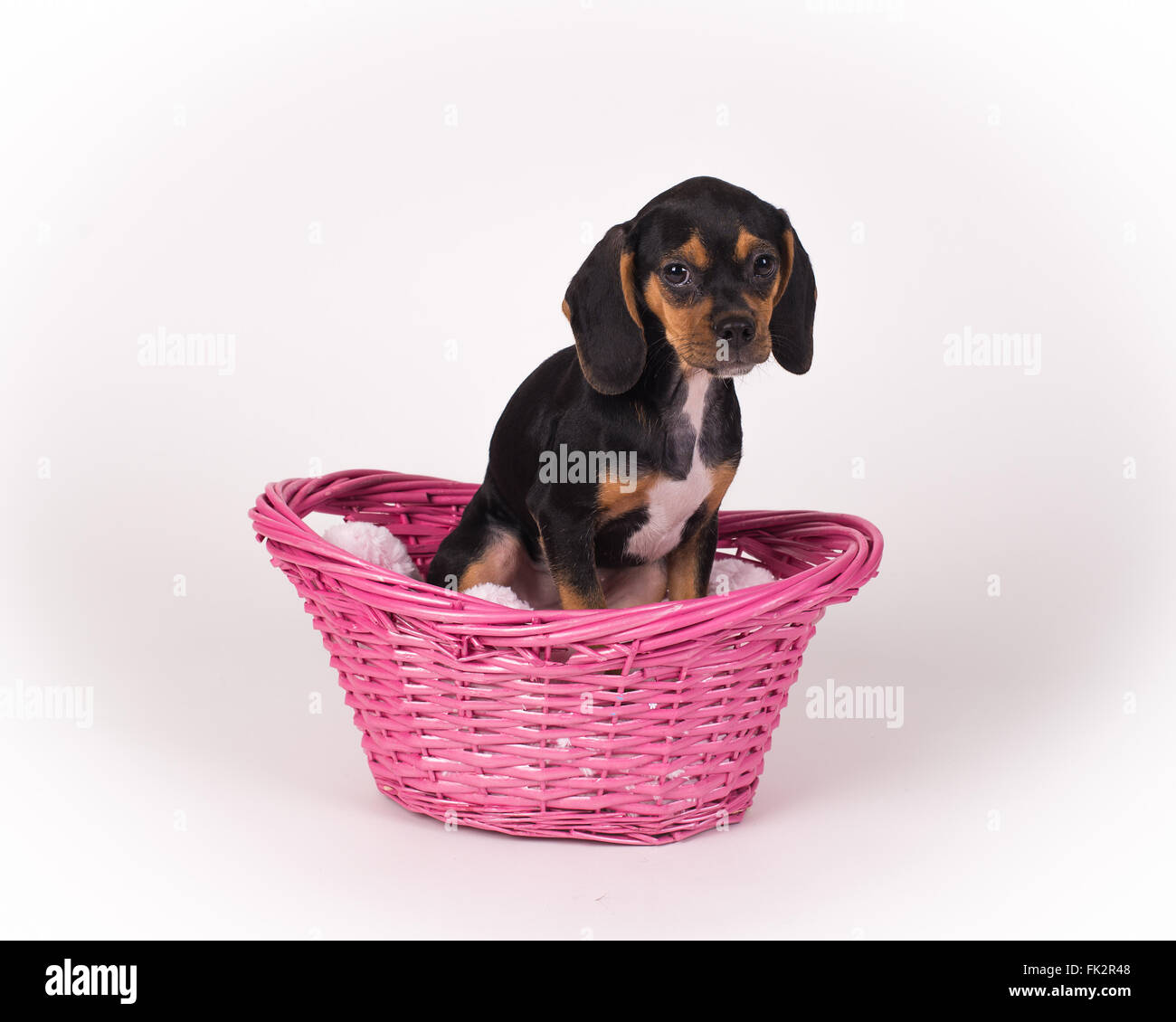 Puppy in Basket Stock Photo - Alamy
