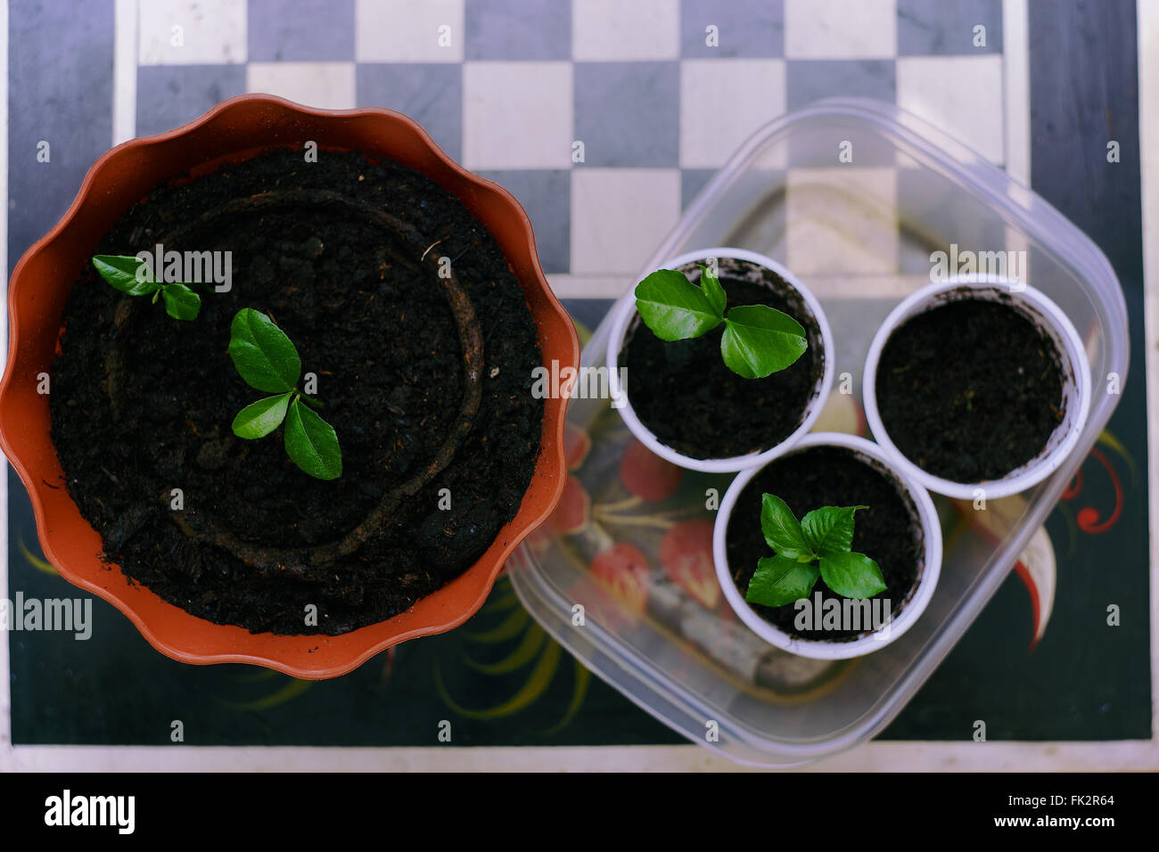 seedlings in plastic cups Stock Photo Alamy